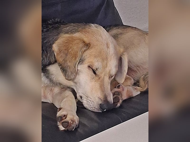 Indra, Traumhündin sucht ein Zuhause