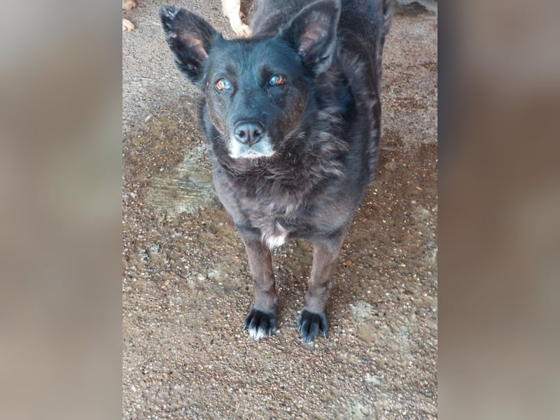 Frieda, sucht einen Gnadenplatz