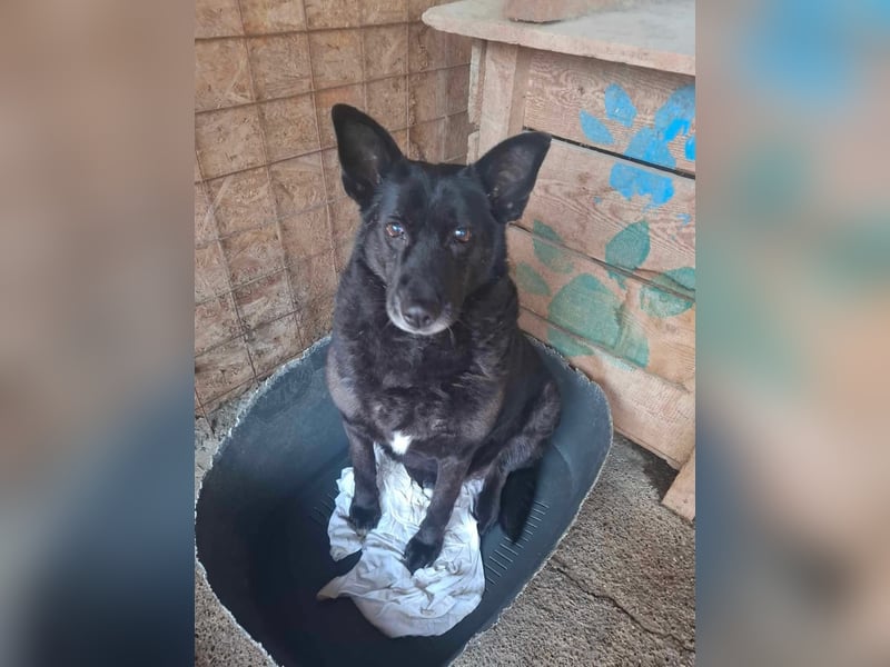 Frieda, sucht einen Gnadenplatz