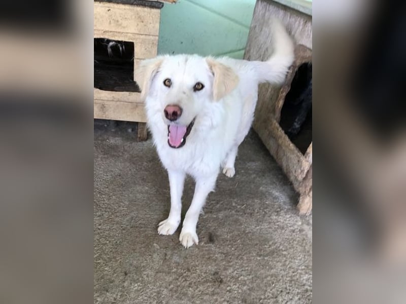 Shiro, sehr freundlicher Oldie
