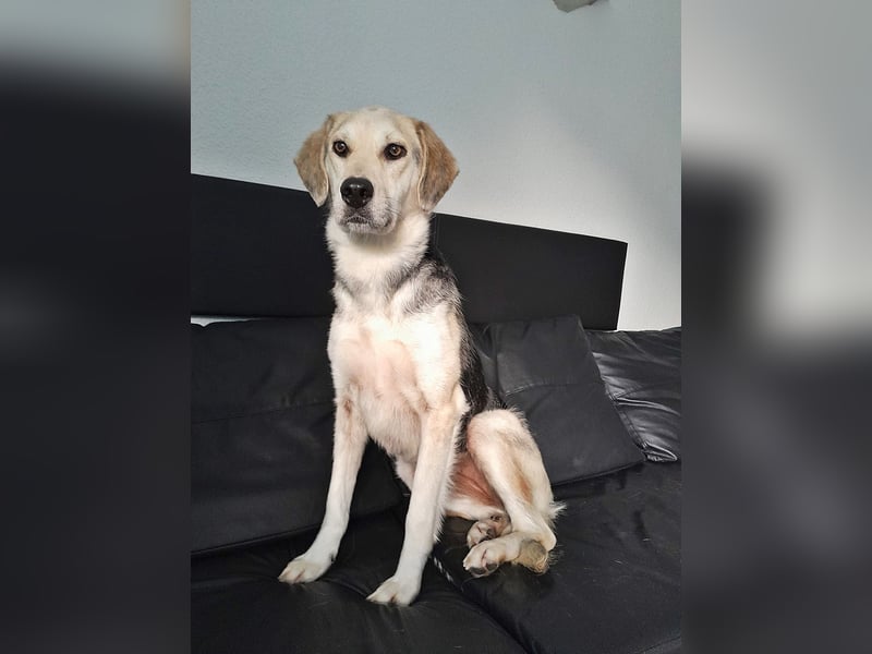 Indra, Traumhündin sucht ein Zuhause