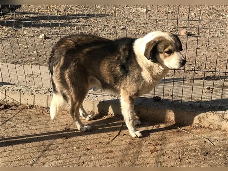 Yuki, Gnadenplatz gesucht