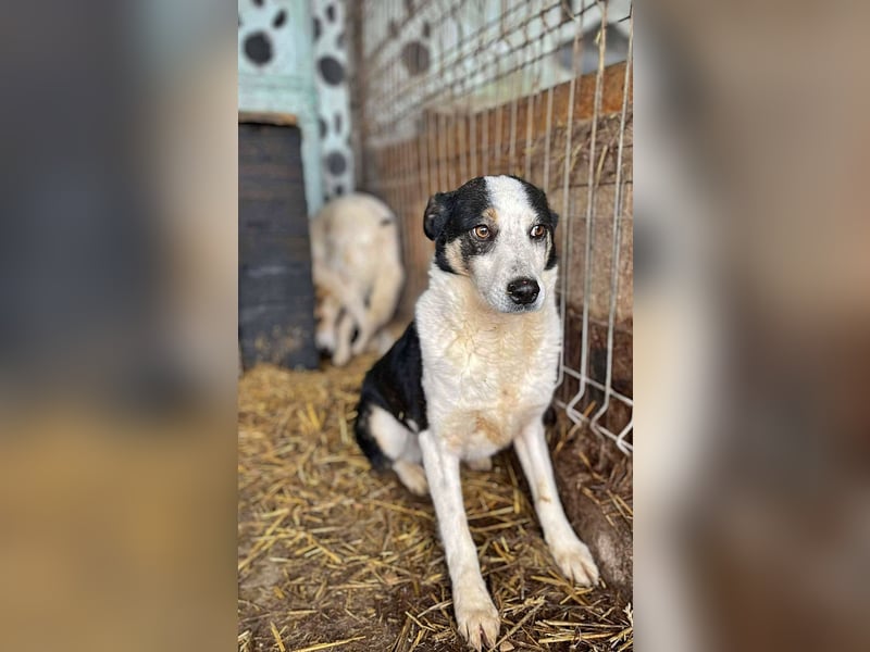 Sam, sucht ein Zuhause oder eine Pflegestelle mit Erfahrung
