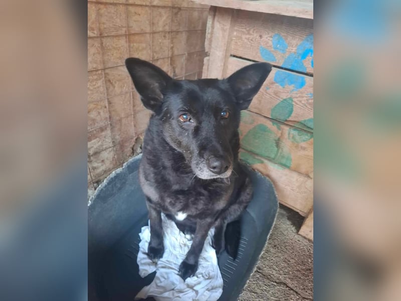 Frieda, sucht einen Gnadenplatz