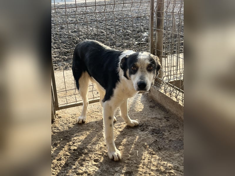 Sam, sucht ein Zuhause oder eine Pflegestelle mit Erfahrung