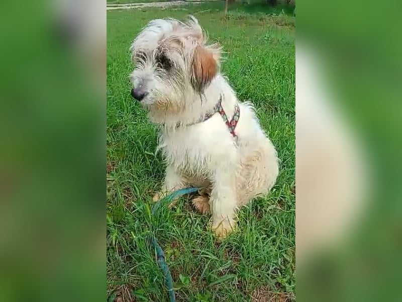 Benny, wird zum Opfer