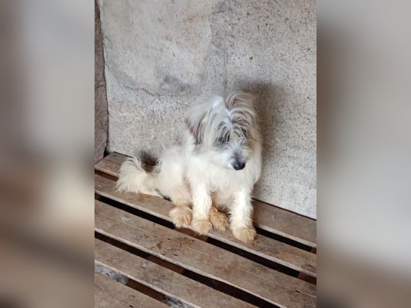 Benny, wird zum Opfer