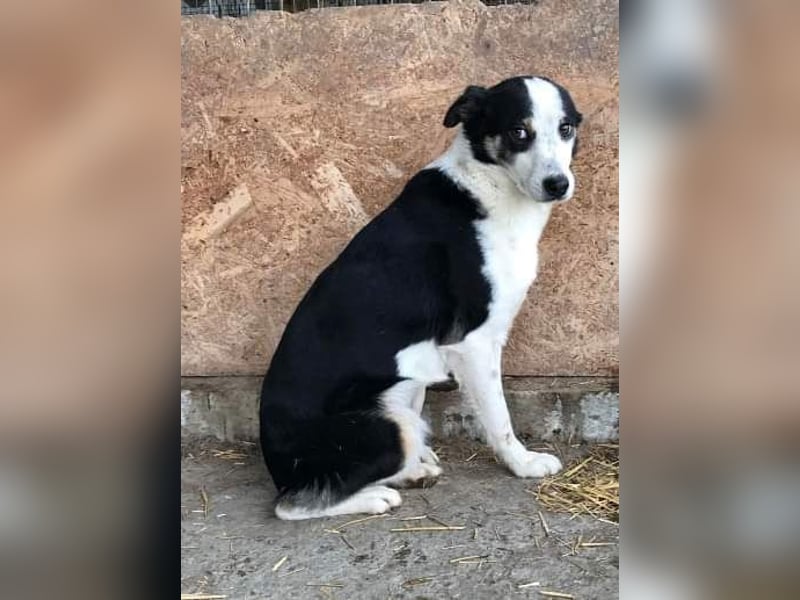 Sam, sucht ein Zuhause oder eine Pflegestelle mit Erfahrung