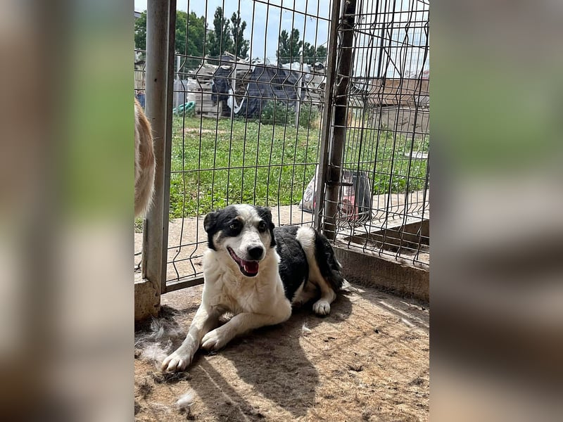 Sam, sucht ein Zuhause oder eine Pflegestelle mit Erfahrung