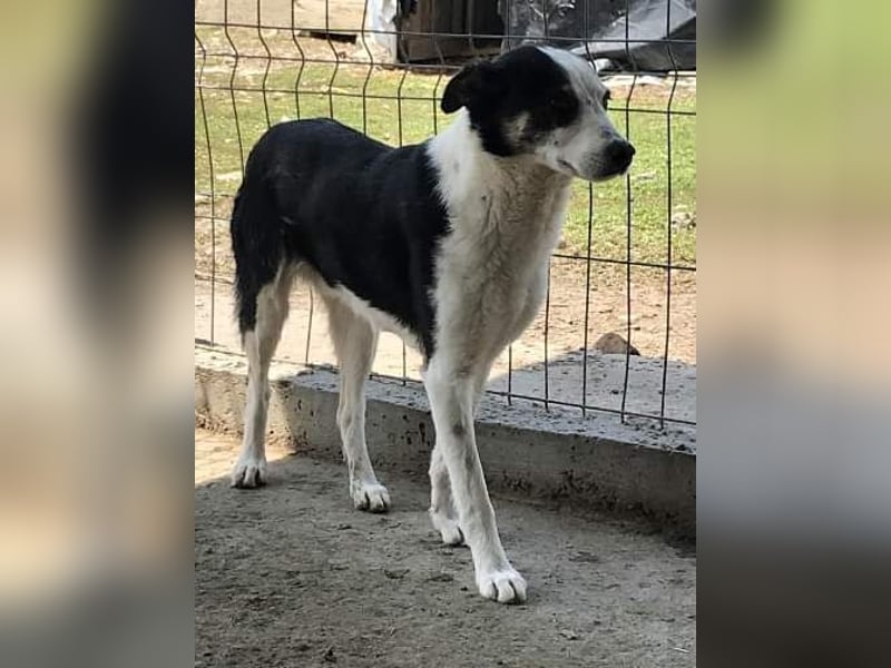 Sam, sucht ein Zuhause oder eine Pflegestelle mit Erfahrung