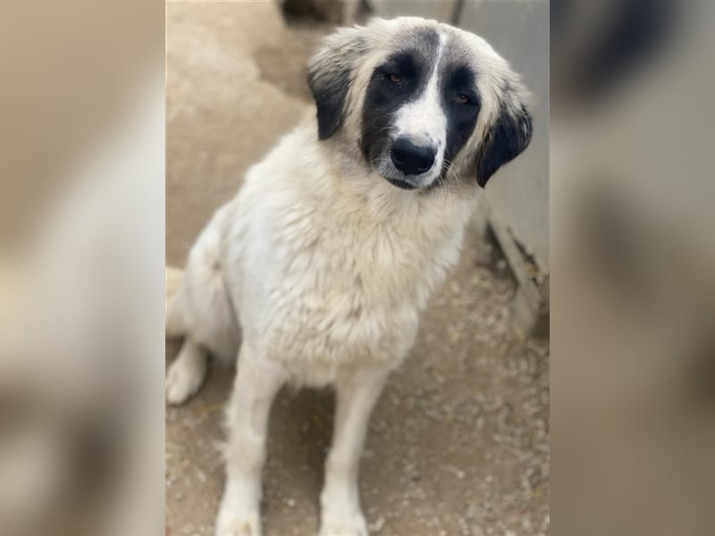 Leslie, geb. ca. 02/2021, lebt in GRIECHENLAND, im städt. Tierheim Serres