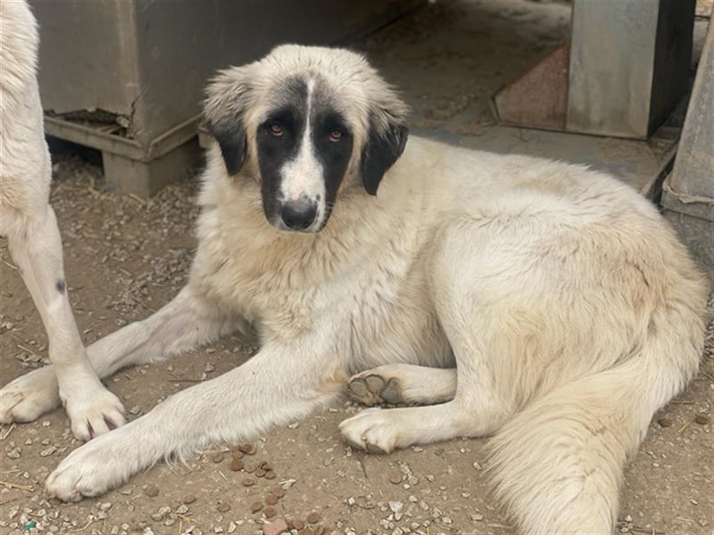 Leslie, geb. ca. 02/2021, lebt in GRIECHENLAND, im städt. Tierheim Serres