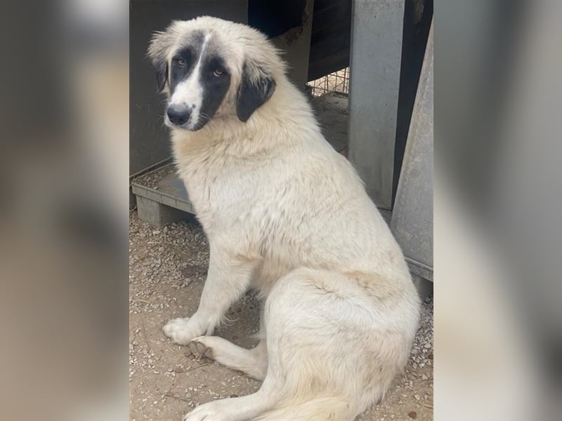 Leslie, geb. ca. 02/2021, lebt in GRIECHENLAND, im städt. Tierheim Serres