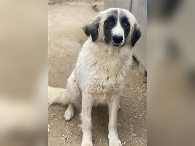 Leslie, geb. ca. 02/2021, lebt in GRIECHENLAND, im städt. Tierheim Serres