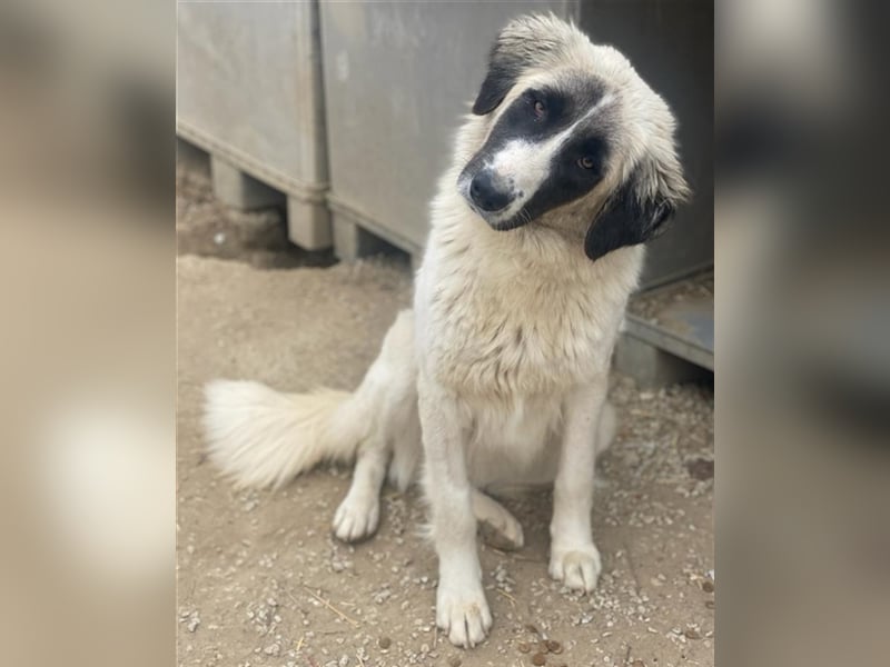 Leslie, geb. ca. 02/2021, lebt in GRIECHENLAND, im städt. Tierheim Serres
