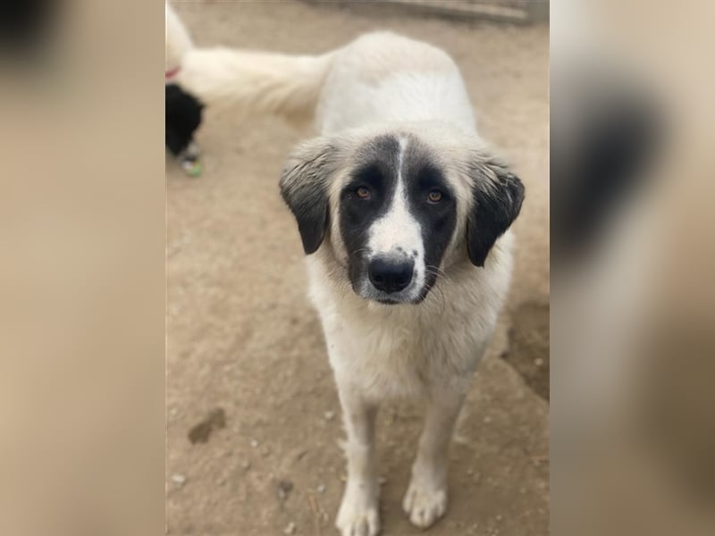 Leslie, geb. ca. 02/2021, lebt in GRIECHENLAND, im städt. Tierheim Serres