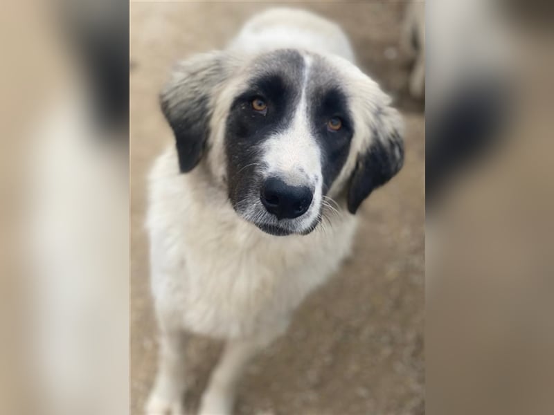 Leslie, geb. ca. 02/2021, lebt in GRIECHENLAND, im städt. Tierheim Serres