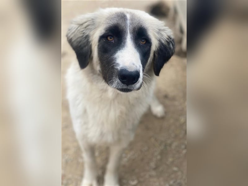 Leslie, geb. ca. 02/2021, lebt in GRIECHENLAND, im städt. Tierheim Serres