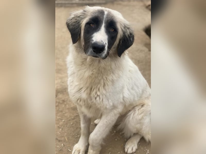 Leslie, geb. ca. 02/2021, lebt in GRIECHENLAND, im städt. Tierheim Serres