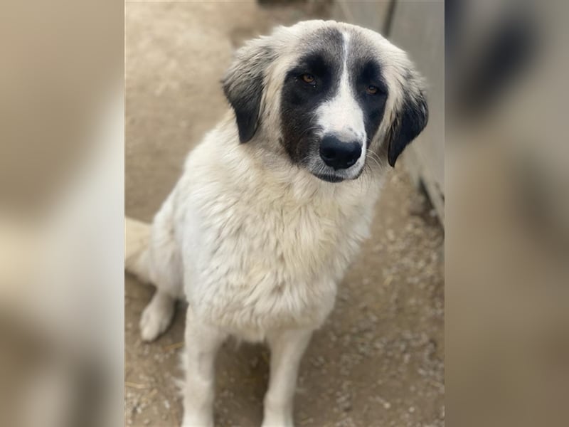 Leslie, geb. ca. 02/2021, lebt in GRIECHENLAND, im städt. Tierheim Serres