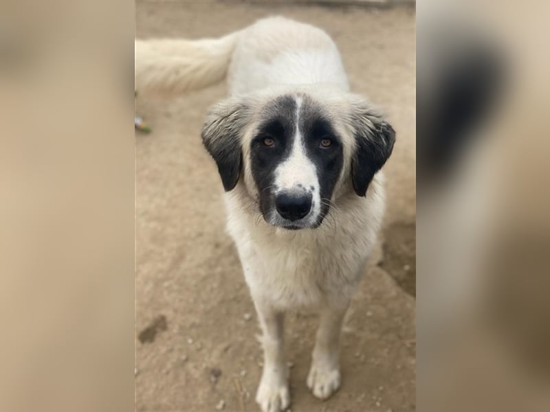 Leslie, geb. ca. 02/2021, lebt in GRIECHENLAND, im städt. Tierheim Serres