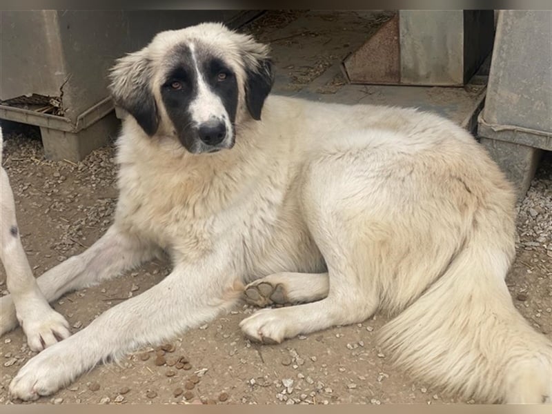 Leslie, geb. ca. 02/2021, lebt in GRIECHENLAND, im städt. Tierheim Serres