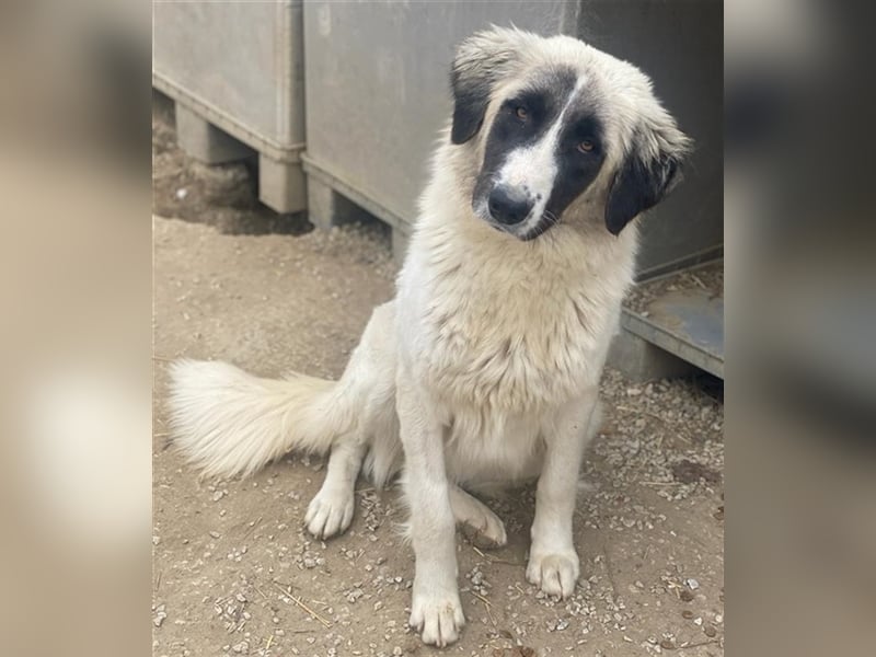 Leslie, geb. ca. 02/2021, lebt in GRIECHENLAND, im städt. Tierheim Serres