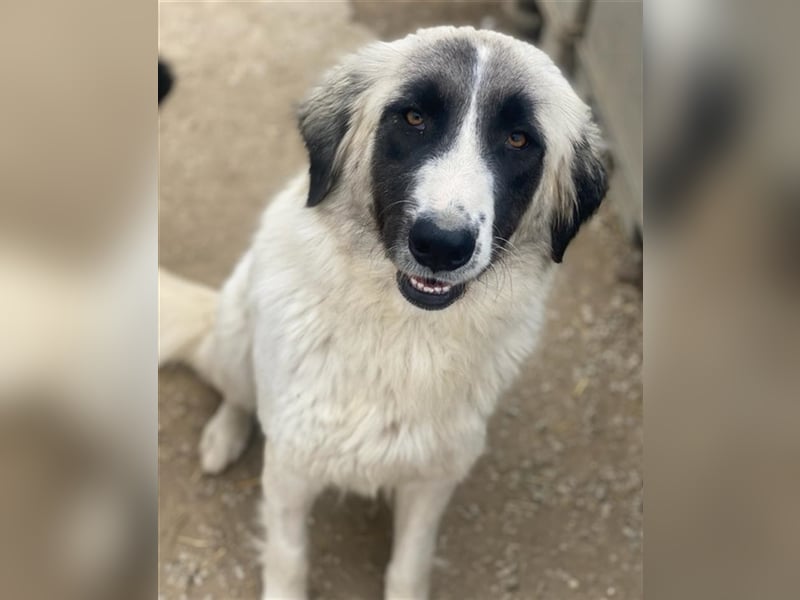 Leslie, geb. ca. 02/2021, lebt in GRIECHENLAND, im städt. Tierheim Serres