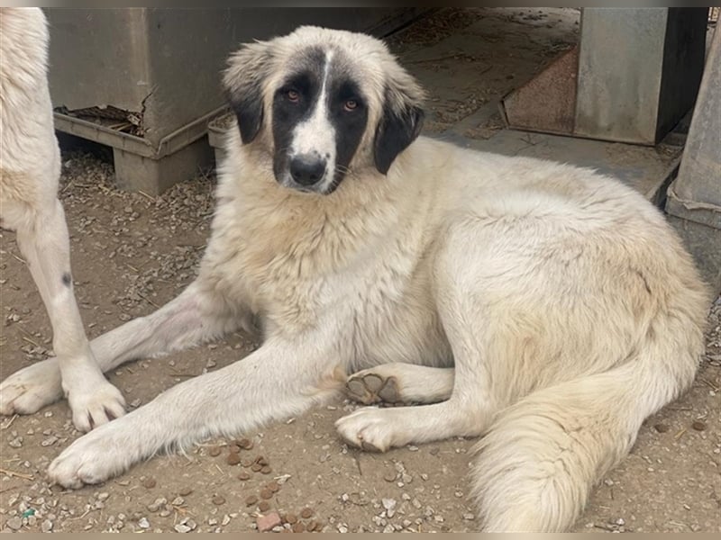 Leslie, geb. ca. 02/2021, lebt in GRIECHENLAND, im städt. Tierheim Serres