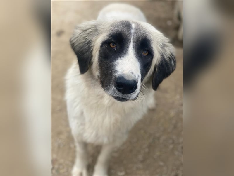 Leslie, geb. ca. 02/2021, lebt in GRIECHENLAND, im städt. Tierheim Serres