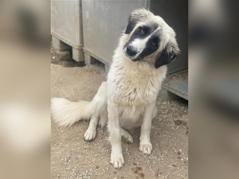 Leslie, geb. ca. 02/2021, lebt in GRIECHENLAND, im städt. Tierheim Serres
