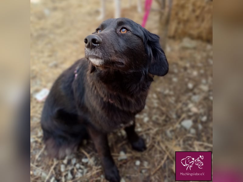 Mura  – Knuddeliges Hundekind möchte ausreisen