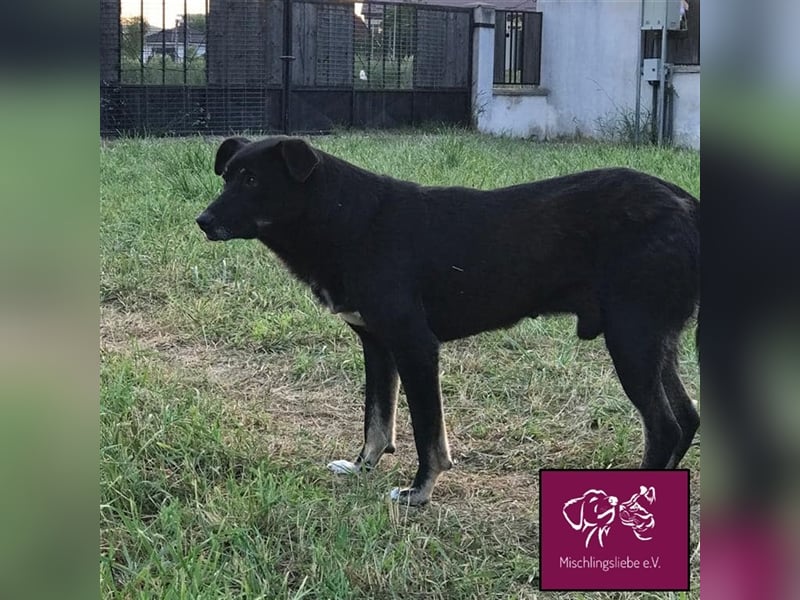 Noroc möchte seine Freiheiten endlich genießen‼️