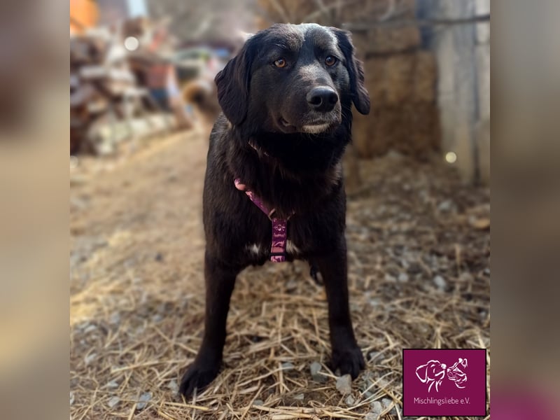 Mura  – Knuddeliges Hundekind möchte ausreisen