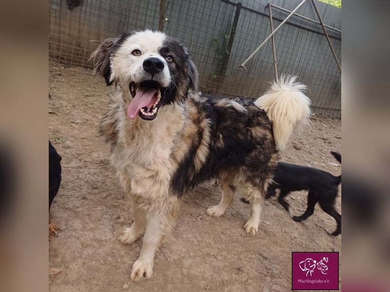 Wilke wartet auf DICH❣️❣️❣️