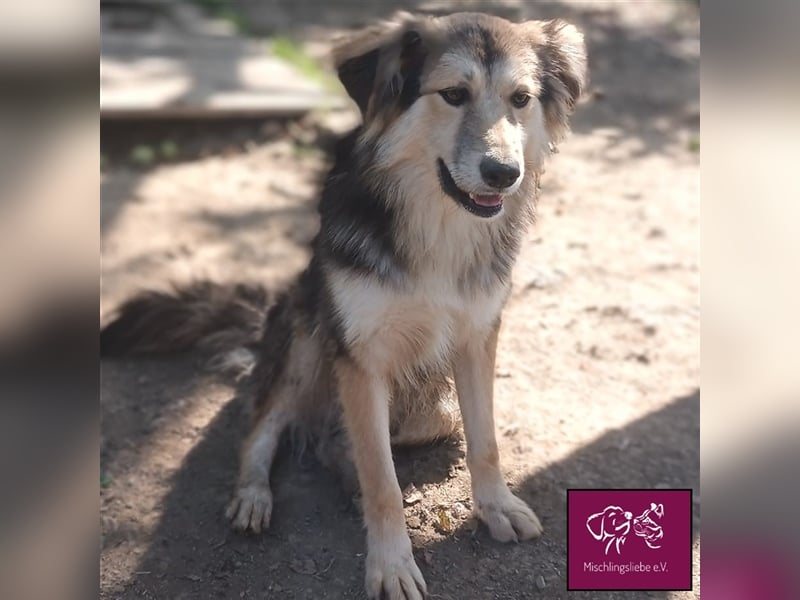 Soricel - Möchte dein Herz erobern!