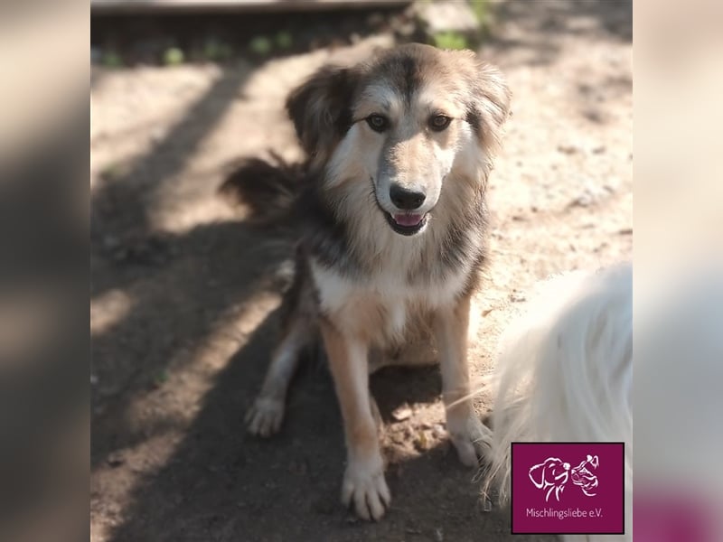 Soricel - Möchte dein Herz erobern!