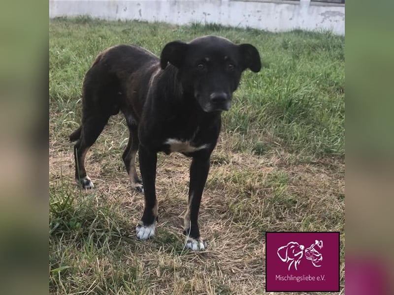 Noroc möchte seine Freiheiten endlich genießen‼️