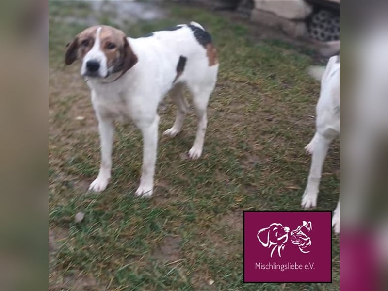 Tolos wartet auf ein warmes Körbchen in einem sicheren Zuhause 