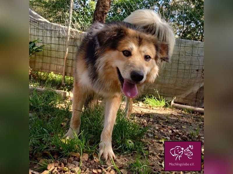 Soricel - Möchte dein Herz erobern!