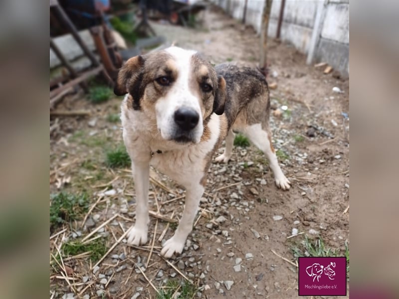 Maya auf der Suche nach ihrem Glück 