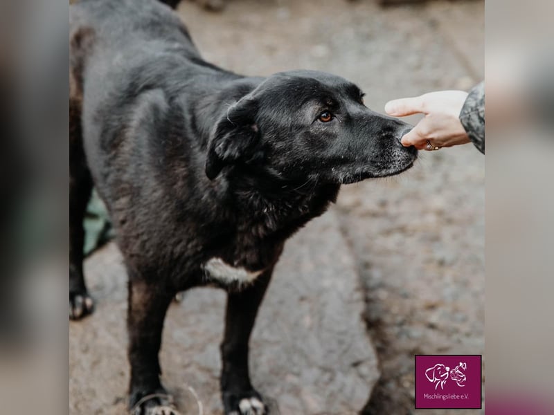 Schwarze Schönheit Kira möchte ihre Familie verzaubern! ❤️
