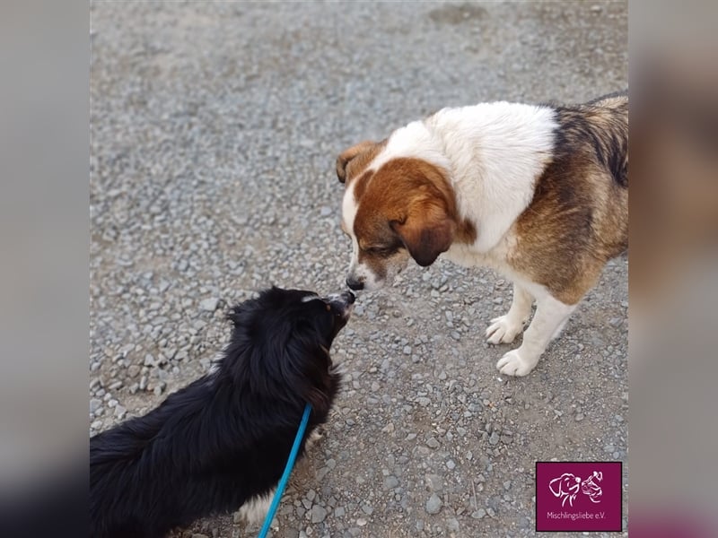 Maya auf der Suche nach ihrem Glück 