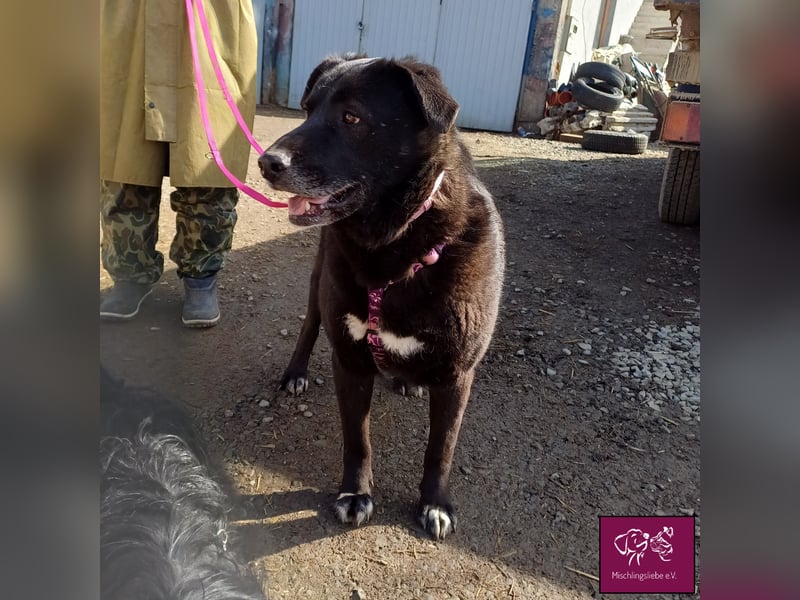 Schwarze Schönheit Kira möchte ihre Familie verzaubern! ❤️