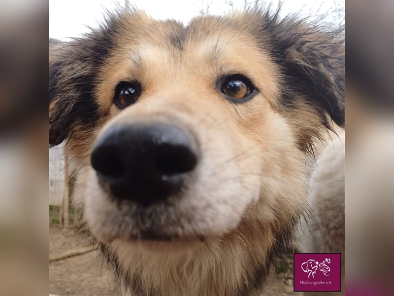 Soricel - Möchte dein Herz erobern!