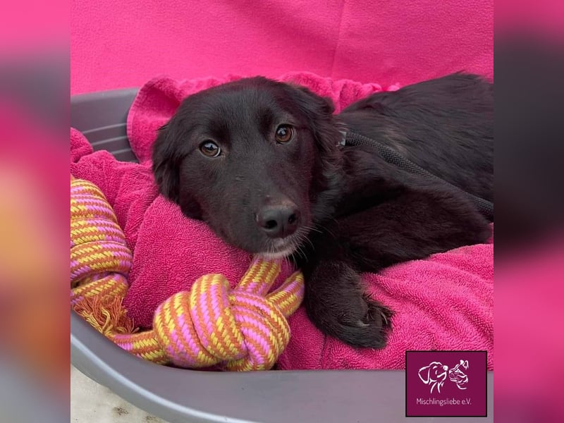 Mura  – Knuddeliges Hundekind möchte ausreisen