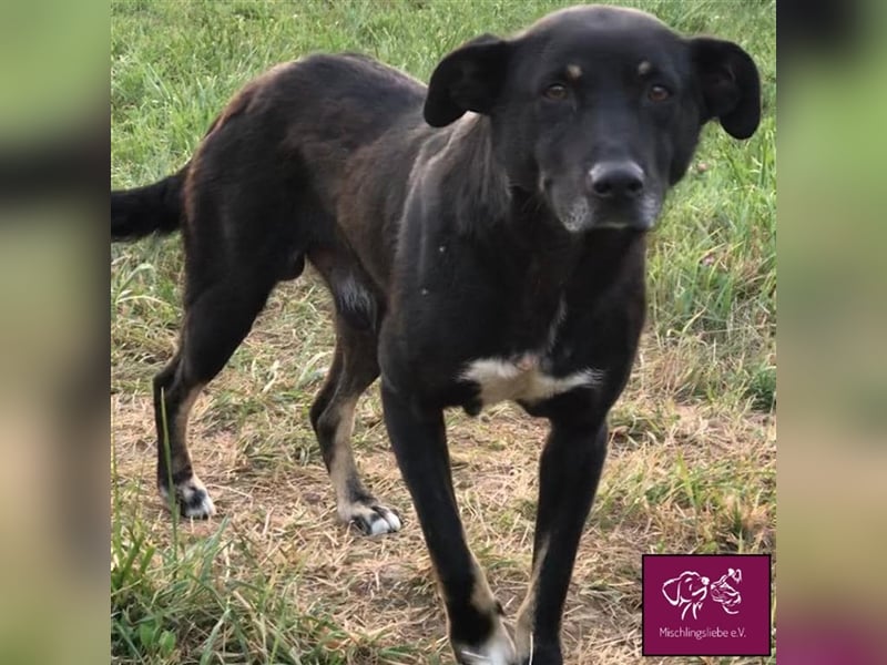 Noroc möchte seine Freiheiten endlich genießen‼️