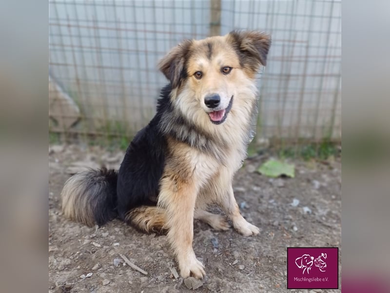 Soricel - Möchte dein Herz erobern!