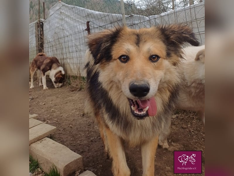 Soricel - Möchte dein Herz erobern!