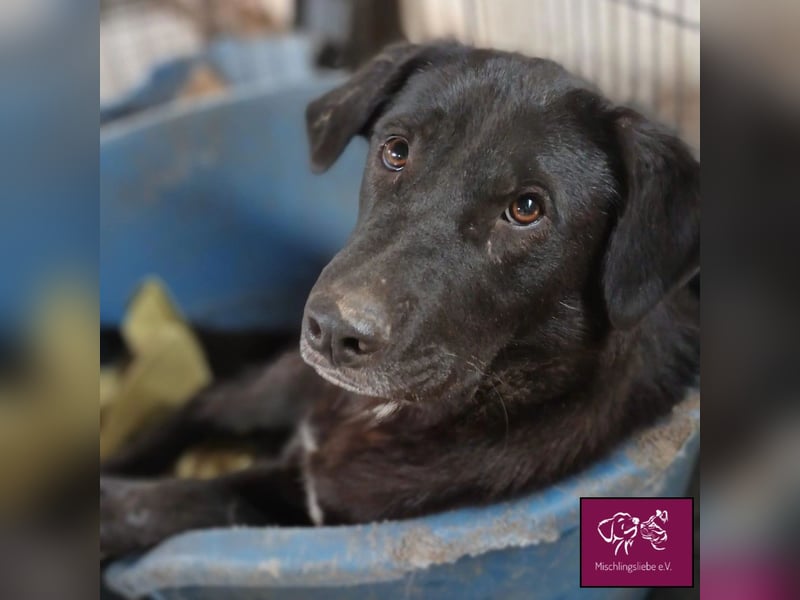 Schwarze Schönheit Kira möchte ihre Familie verzaubern! ❤️